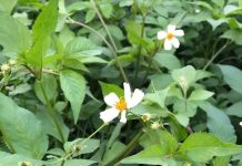 Cây xuyến chi và những công dụng tuyệt vời của nó