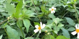 Cây xuyến chi và những công dụng tuyệt vời của nó