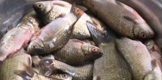 Ông bà ta dặn: “Thịt lợn không mua thịt cổ, mua cá không mua cá diếc”, vì sao không nên làm điều ngược lại?