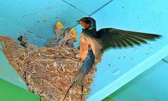 Trong quan niệm dân gian, chim én là biểu tượng của may mắn và điềm lành. 