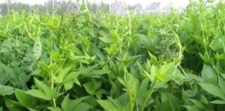 3 loại rau không thể nuôi hóa chất thường mọc dại, nhưng bổ ngang nhân sâm, tổ yến: Đặc biệt loại thứ 2