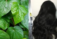 Lấy 5 loại lá này đun nước gội đầu, thấy rõ tóc giảm rụng, tóc con mọc không ngừng