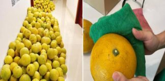 Mẹo bảo quản bưởi ăn Tết , làm đúng bước này, bưởi để 2-3 tháng vẫn vàng óng, mọng nước