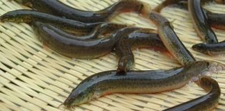 Loại cá ví như “nhân sâm nước”, mỗi năm chỉ có 1 mùa, thịt vừa bổ vừa ngon