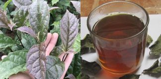 Cách uống nước xạ đen ổn định đường huyết, giảm mỡ máu