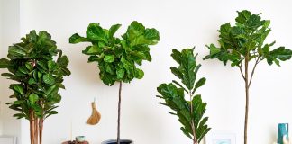 Người xưa nói: 3 cây cảnh như thiên thần hộ mệnh, trồng ở phòng khách, bảo vệ gia đình, mang lại tài lộc