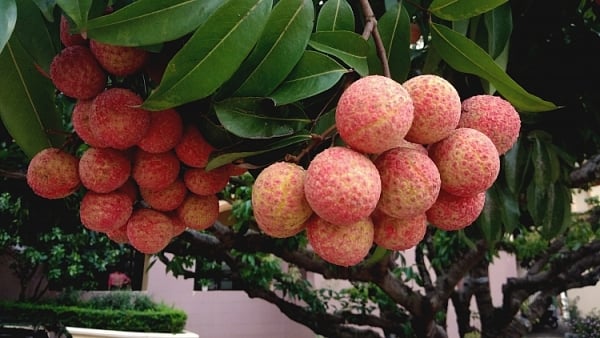 Người bị 6 bệnh này không nên ăn vải dù thèm đến mấy