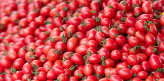 Cà chua bi – “cứu tinh” cho người giảm cân cận Tết