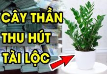 3 loại cây dân buôn chuộng nhất, gọi Tiền Tài theo về