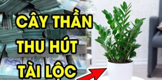 3 loại cây dân buôn chuộng nhất, gọi Tiền Tài theo về