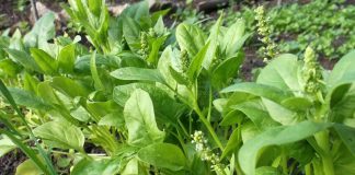 Loại rau đứng top thế giới về dinh dưỡng: Chợ Việt bán đầy, giá không hề đắt