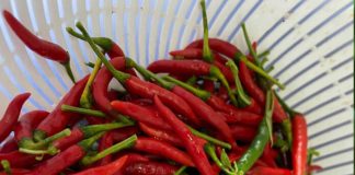 Những người tuyệt đối không nên ăn ớt