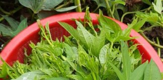 Loại rau rẻ bèo ngoài chợ Việt: Ăn đều đặn mới biết giá trị thật sự với sức khỏe