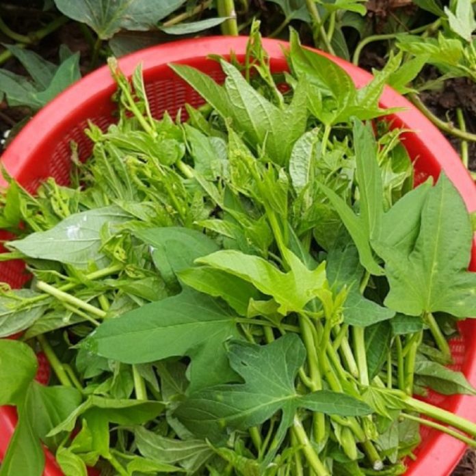 1694419211-loai-rau-moc-nhanh-nhu-co-duoc-vi-nhu-vua-cua-cac-loai-rau-binh-dan4-width1080height1080