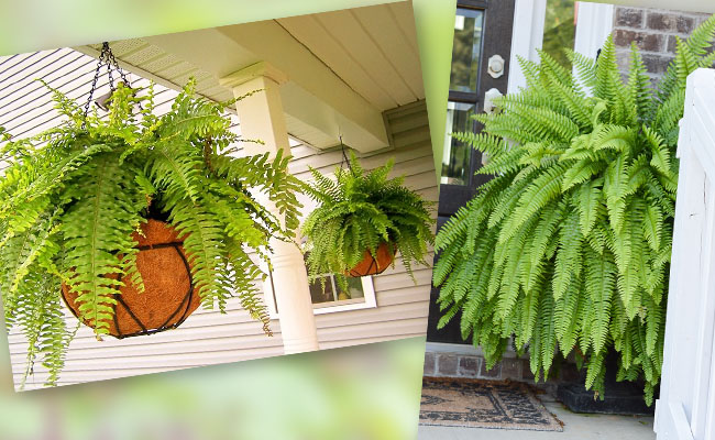 9 loại cây may mắn nên trồng trước cửa nhà- Ảnh 5.