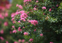 3 loại cây “hút” vượng khí nên trồng trước cổng nhà