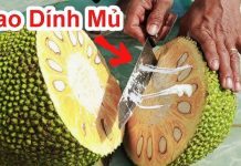 Nhựa mít dính đầy tay rất khó làm sạch: Lấy thứ này xoa vào tay sẽ tẩy sạch nhựa mít chỉ trong tích tắc