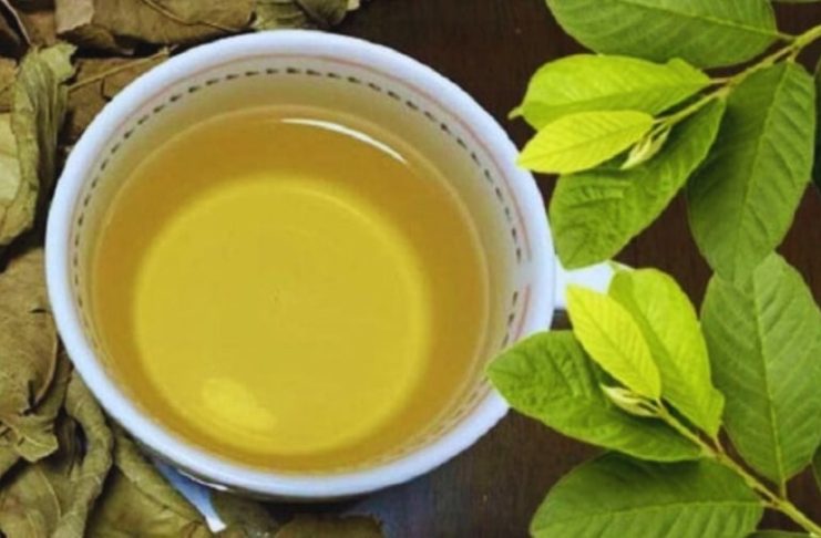 5 người nên uống nước lá ổi mỗi ngày