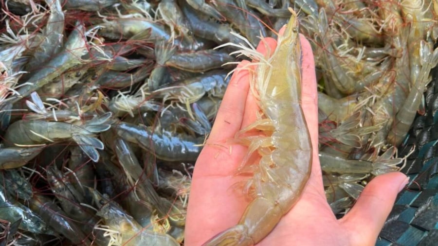 Khi mua tôm, hãy chọn những con có vỏ trong, màu sắc tươi sáng.