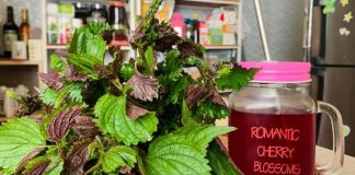 Mẹo làm mờ thâm nám, trắng da bằng lá tía tô