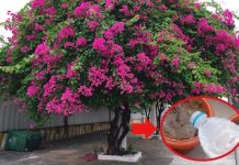 Hoa giấy thích uống nhất loại nước này, tưới vào hoa bung nở từng chùm to