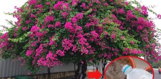 Hoa giấy thích uống nhất loại nước này, tưới vào hoa bung nở từng chùm to