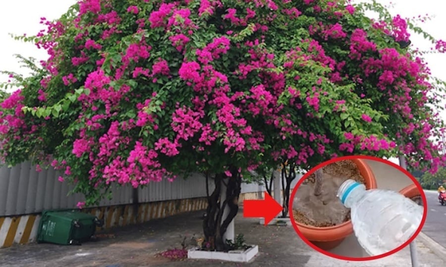 Không phải cứ tưới nhiều là hoa giấy sẽ ra nhiều hoa. Thời điểm tưới cũng đóng vai trò rất quan trọng. Bạn nên tưới nước vo gạo vào buổi sáng sớm hoặc chiều mát, tránh tưới vào giữa trưa nắng gắt vì có thể làm ảnh hưởng đến rễ cây. 