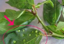 5 người nên thường xuyên uống nước lá sung mỗi ngày