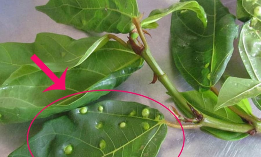 Nước lá sung là thức uống được nhiều người yêu thích