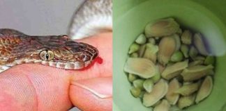 Hạt chanh có thể cứu sống người bị rắn cắn chỉ trong vòng 1 phút nếu dùng theo cách này