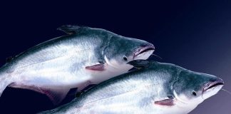 5 loại cá “ngậm” đầy thuỷ ngân, đi chợ thấy rẻ cũng đừng có ham